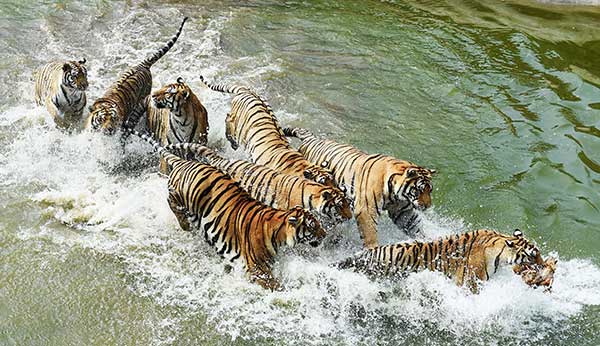 Siberian tigers endure the heat of summer