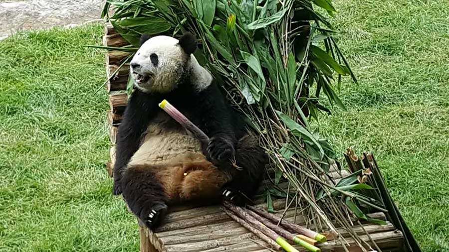 Two giant pandas meet public in NE China