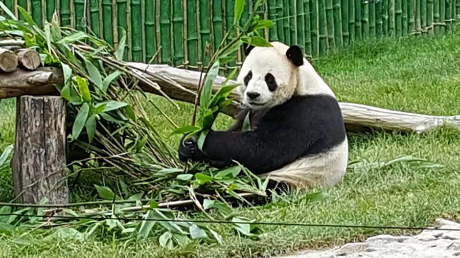 Two giant pandas meet public in NE China