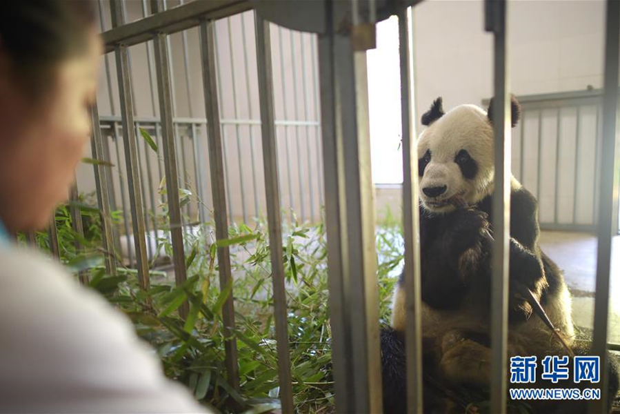 Giant pandas find a shelter in nursing home