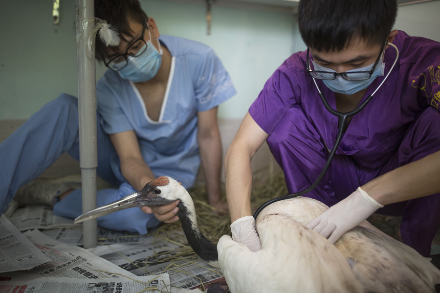 3D-printing helps red-crowned crane get new beak