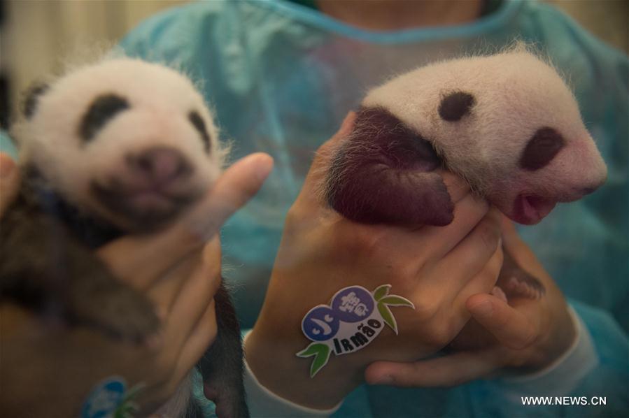 Macao's panda twins meet public one month after birth