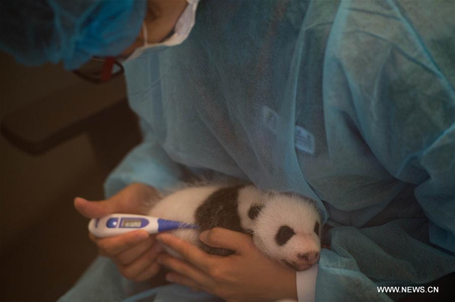 Macao's panda twins meet public one month after birth