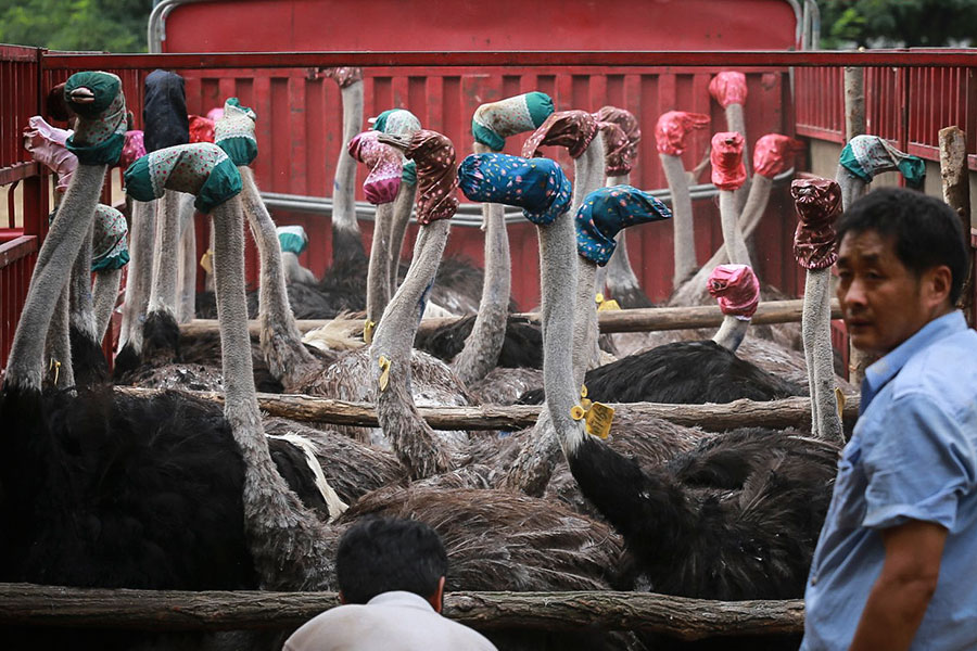 Ten photos from around China: Aug 5 – 11