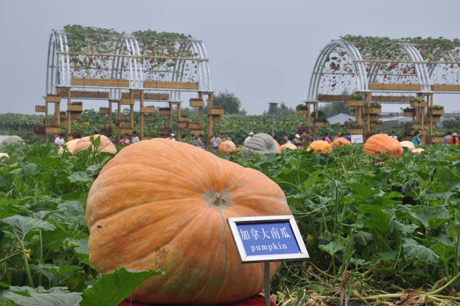 Bizarre vegetables and animals presented at Agri-Expo