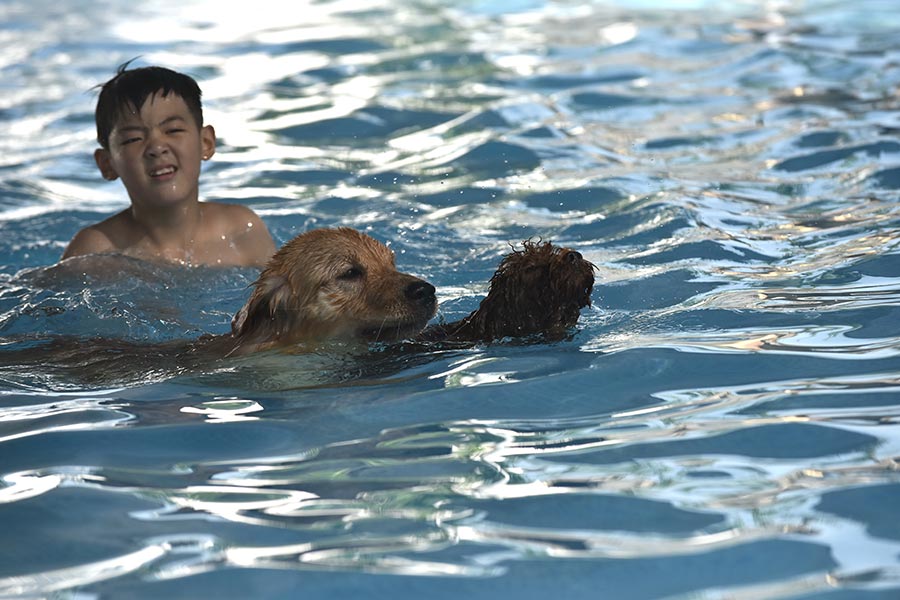 Dogs enjoy the cool summer under water
