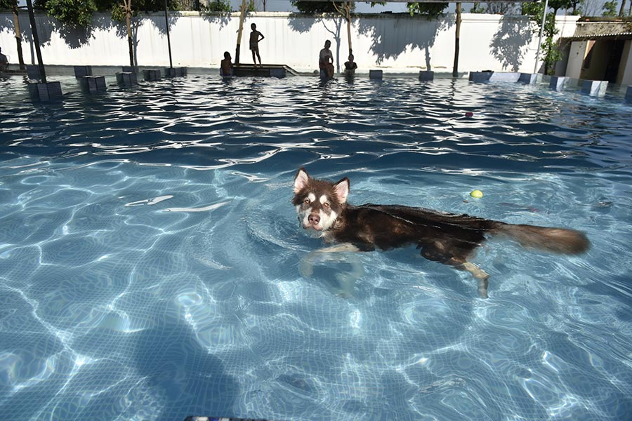 Dogs enjoy the cool summer under water