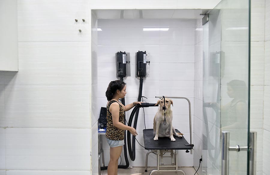 Dogs enjoy the cool summer under water