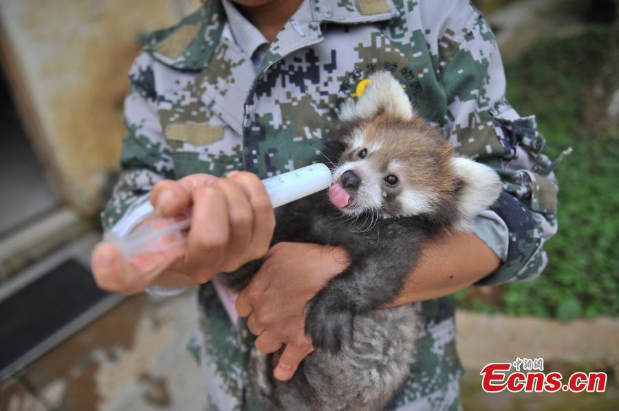 Zoo breeds red panda in captivity