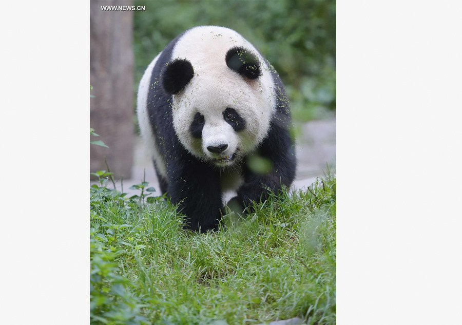 Captive-bred giant pandas return to wild after training