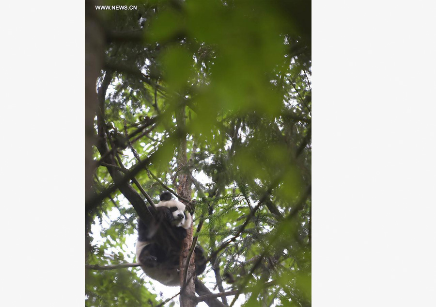 Captive-bred giant pandas return to wild after training