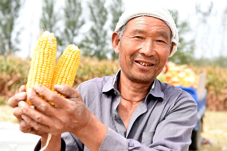 Chinese harvest in full swing