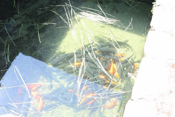 Green fishing method increase locals' income in Yellow Mountain