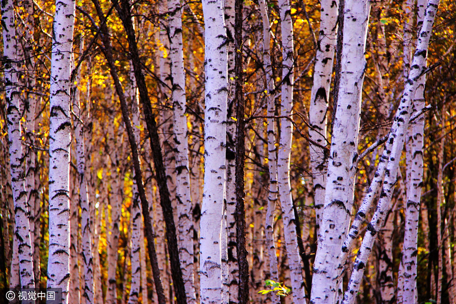 Autumn colors in China