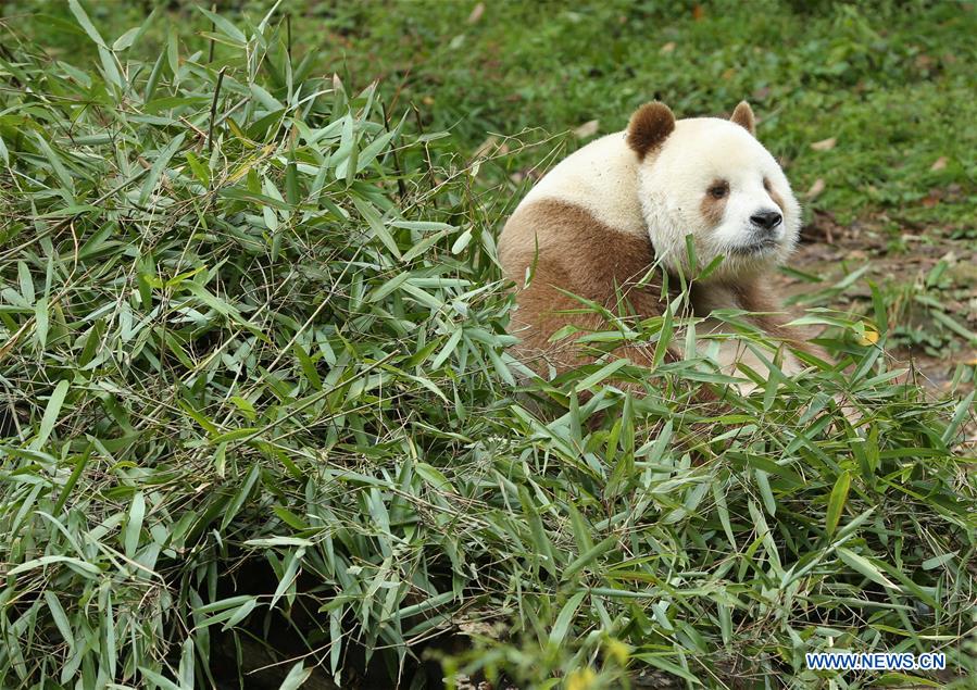 Qizai, rare brown giant panda in China