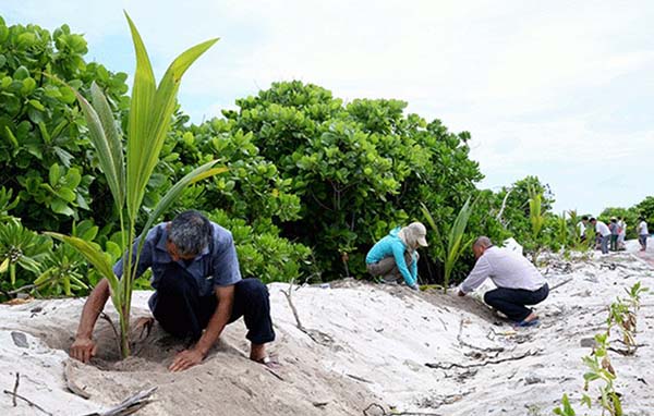 Planting trees in Sansha: An unusual task