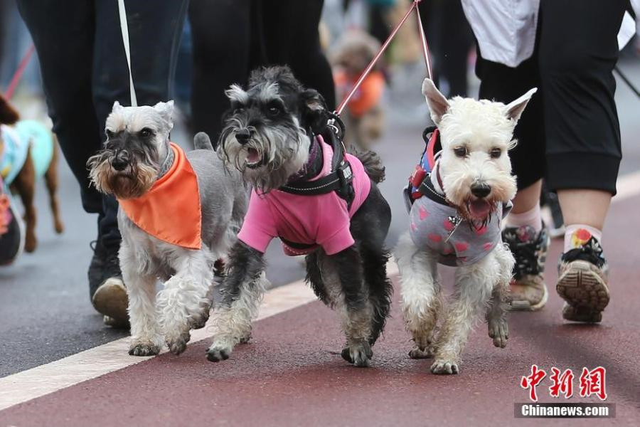 Four-legged animals turn two-legged sprinters