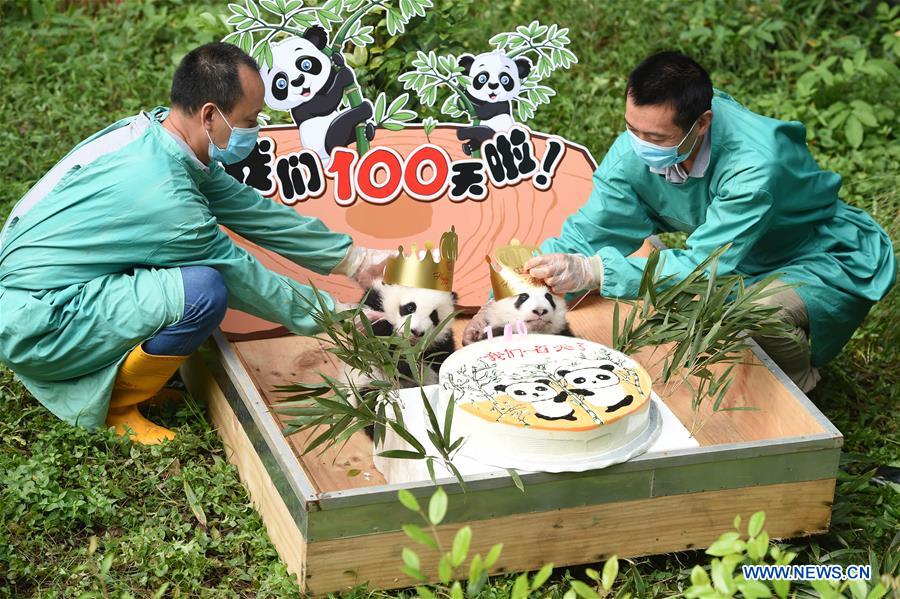 100-day celebration held for twin panda cubs in SW China