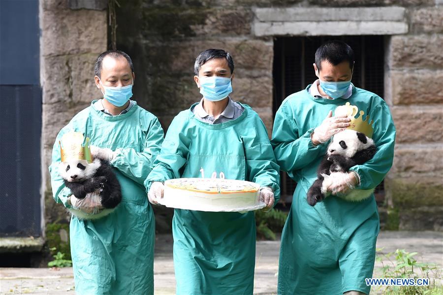 100-day celebration held for twin panda cubs in SW China