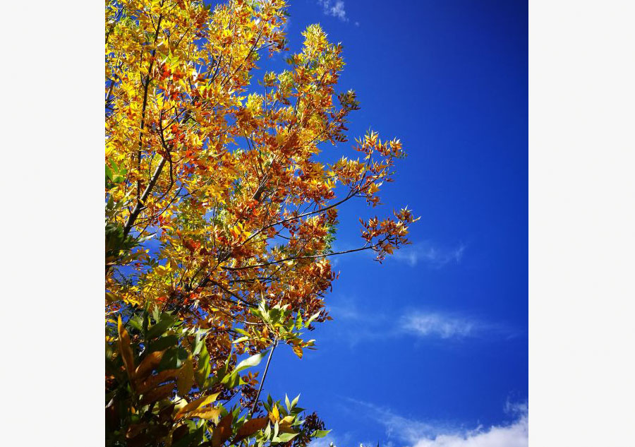 Under the blue sky of Tibet