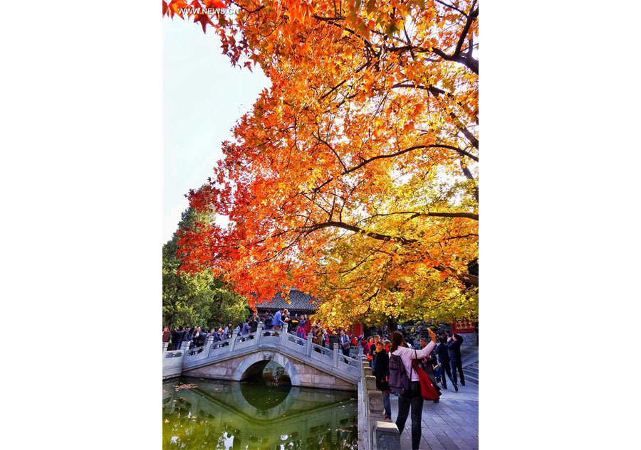 Red leaves reveal beauty of autumn