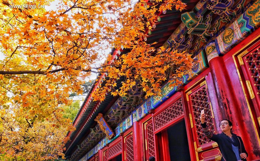 Red leaves reveal beauty of autumn