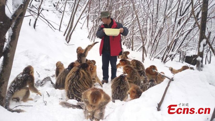 Golden monkeys have fun in snow