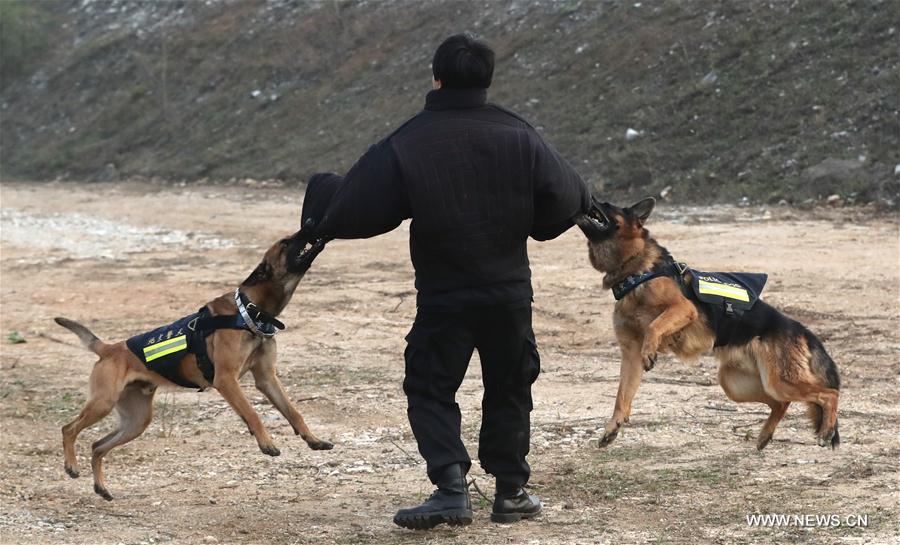 Over 1,000 police dogs serve in criminal investigation in Beijing
