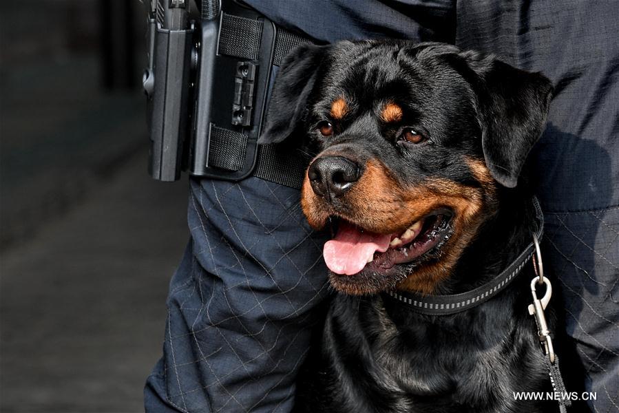 Over 1,000 police dogs serve in criminal investigation in Beijing