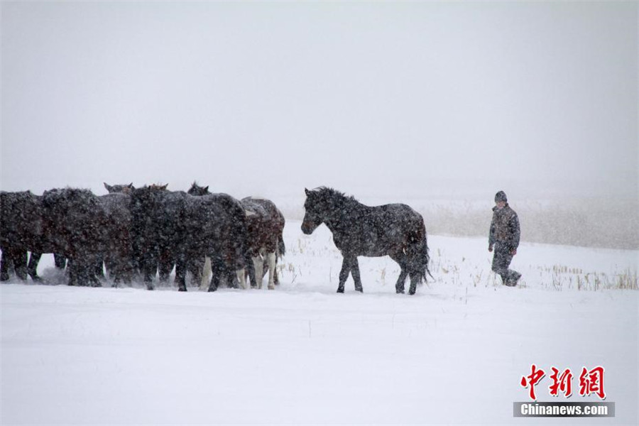 Snow storm hits Xinjiang