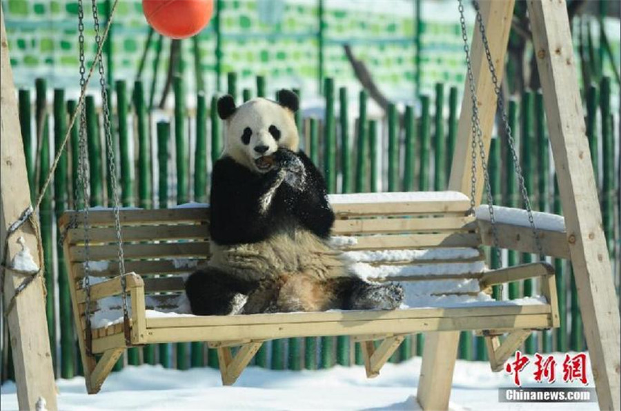 New home, new scenery: Giant pandas' first winter in NE China