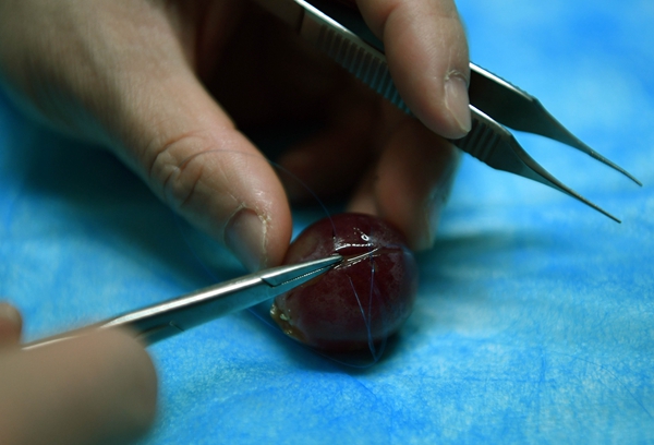 Master surgeon practises on grapes