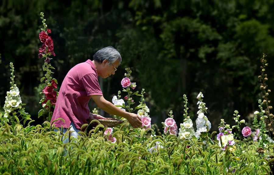 Couple's flower valley planted with love gains national attention