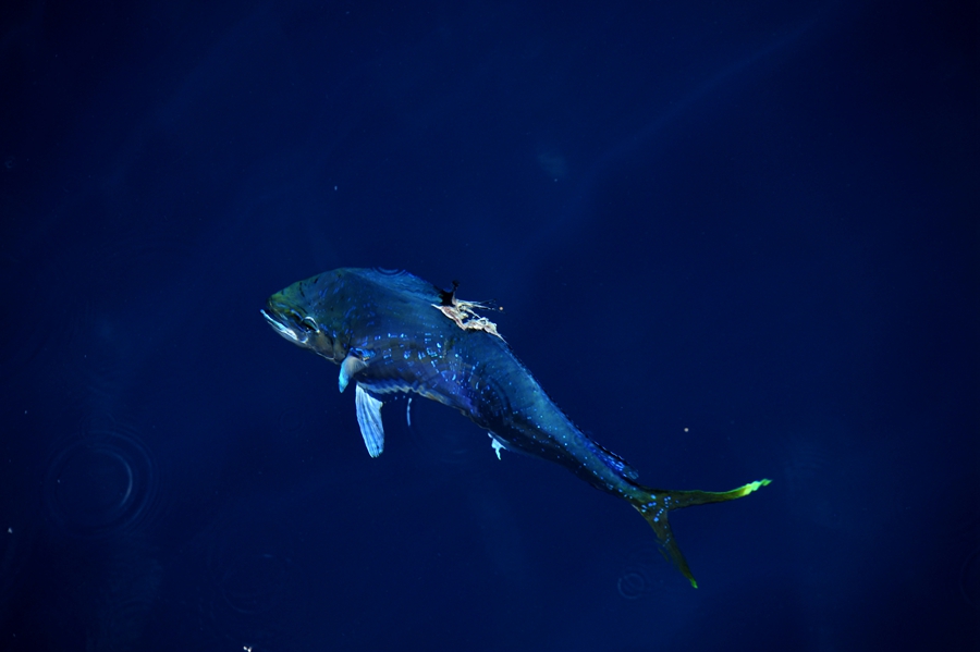 Beautiful dolphinfish in South China Sea