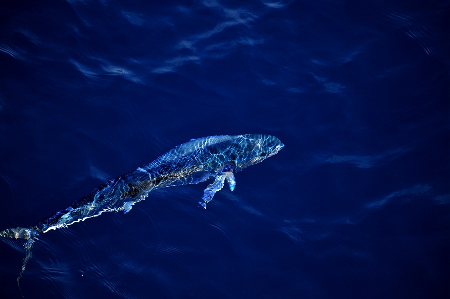 Beautiful dolphinfish in South China Sea