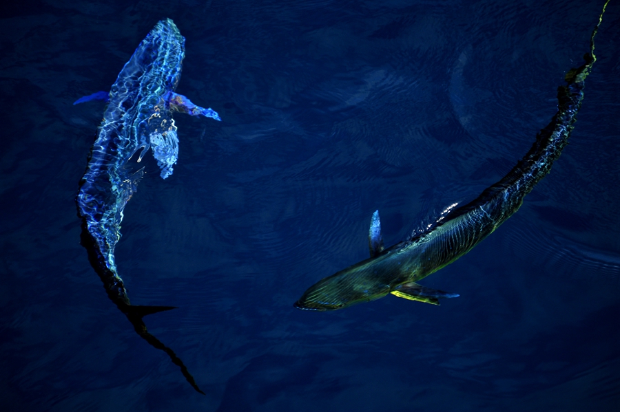 Beautiful dolphinfish in South China Sea