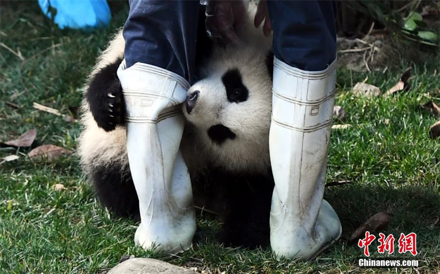 Panda cub dubbed 'the most needy' after video goes viral