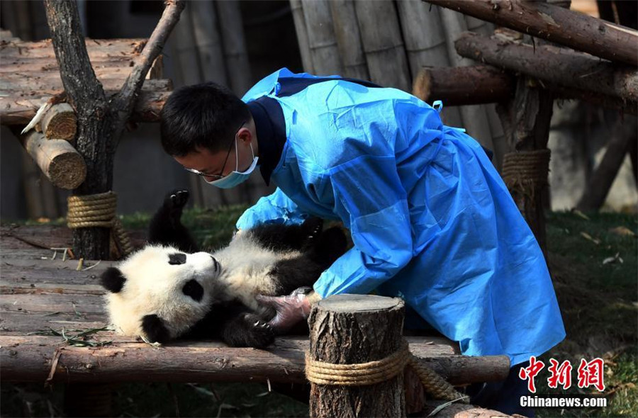 Panda cub dubbed 'the most needy' after video goes viral