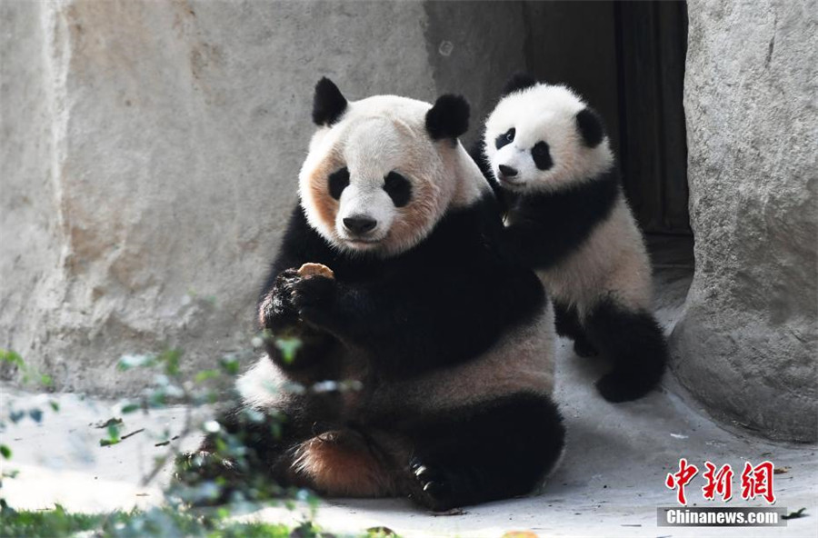 Panda cub dubbed 'the most needy' after video goes viral