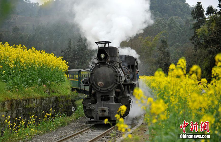 All aboard! Travel back in time among Sichuan's blooming flowers