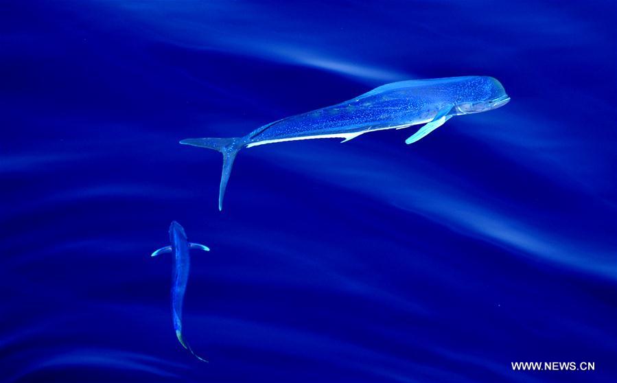 Dolphinfishes photographed in IODP expedition to South China Sea