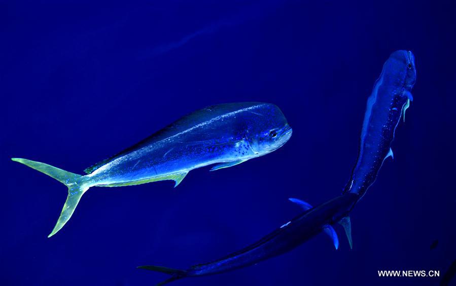 Dolphinfishes photographed in IODP expedition to South China Sea