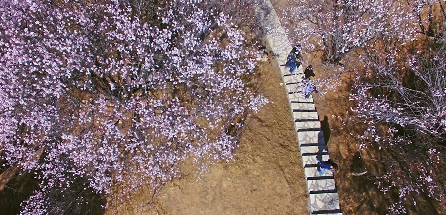 Date with flowers in Nyingchi