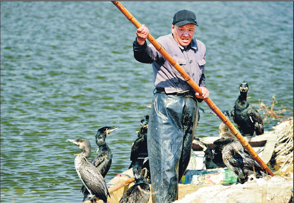 Making a living with fine-feathered friends