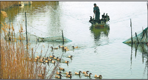 Making a living with fine-feathered friends