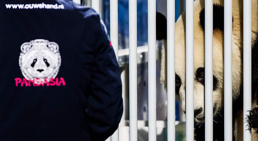 Two pandas from China greeted in Netherlands