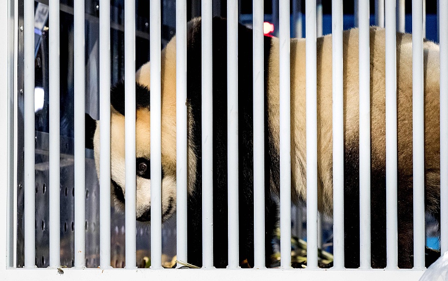 Two pandas from China greeted in Netherlands