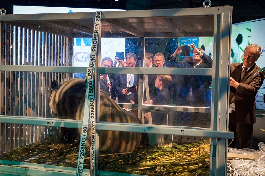 Two pandas from China greeted in Netherlands