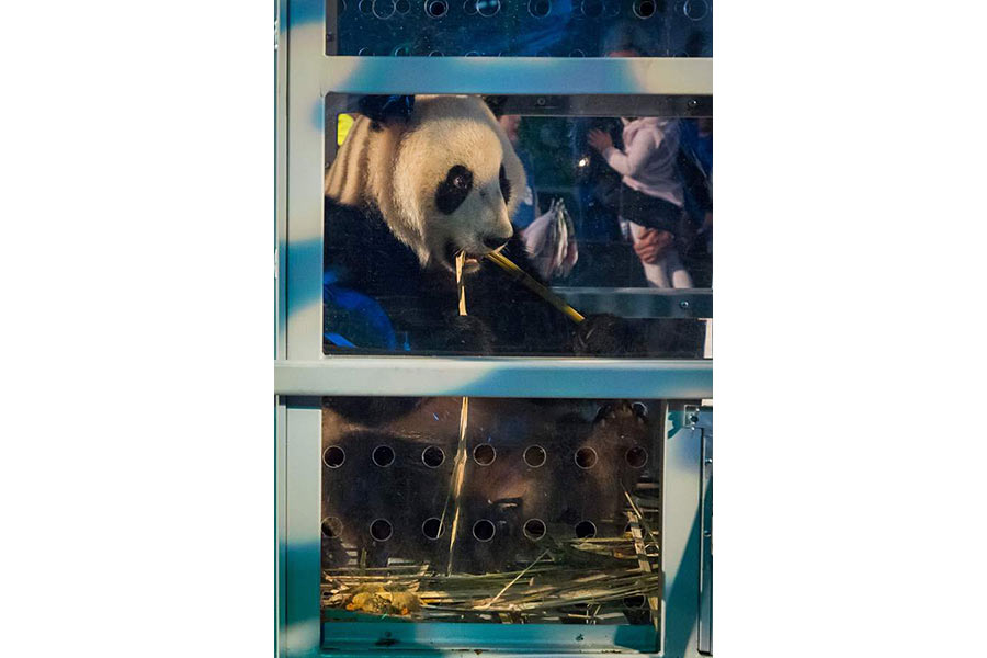 Two pandas from China greeted in Netherlands