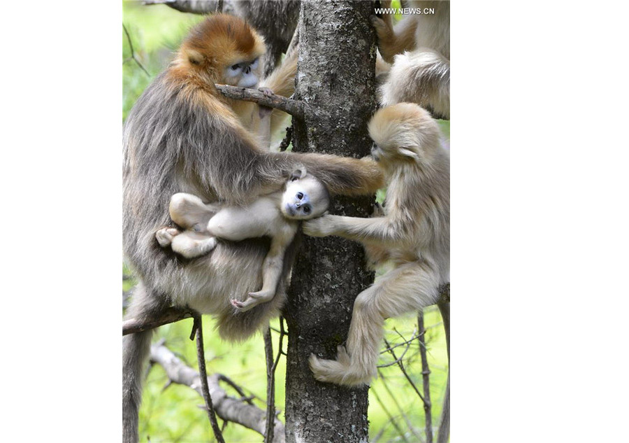 Monkeying around: Baby golden monkeys play in Shennongjia